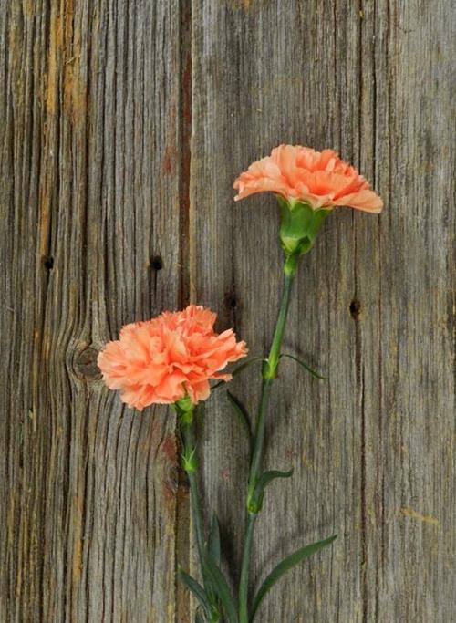 ORANGE CARNATIONS